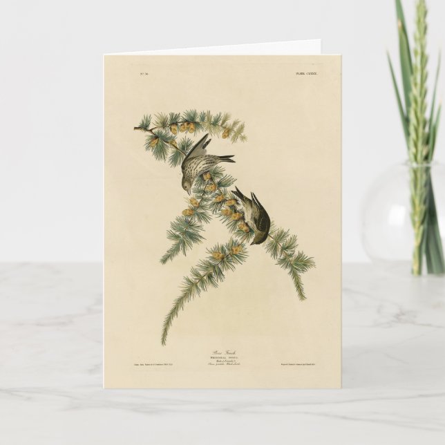 Gräs Finch (Gräs Siskin), Audubon Birds of America Kort (Framsida)