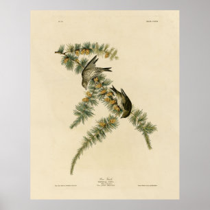 Gräs Finch (Gräs Siskin), Audubon Birds of America Poster