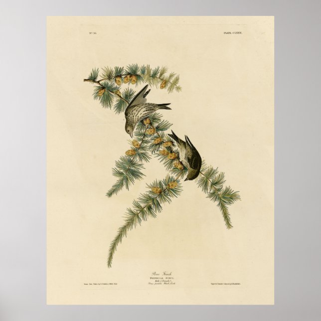 Gräs Finch (Gräs Siskin), Audubon Birds of America Poster (Framsidan)