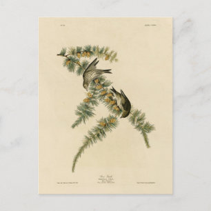 Gräs Finch (Gräs Siskin), Audubon Birds of America Vykort