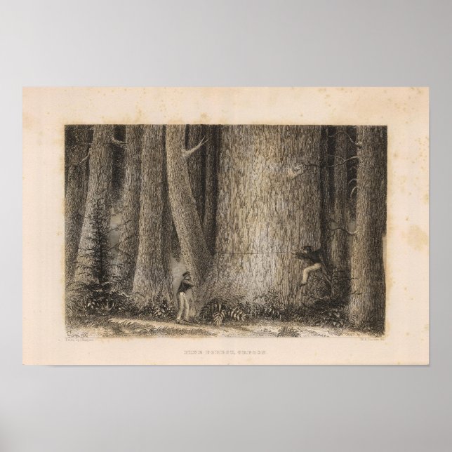 Gräs Forest, Oregon Poster (Framsidan)