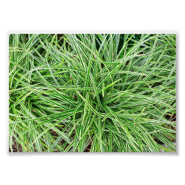 Gräs Fototryck (Framsidan)