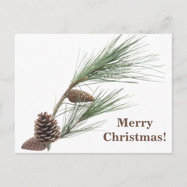 Gräs gren med konerna vykort (Framsida)