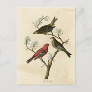 Gräs Grosbeak från Audubon's Birds of America Vykort