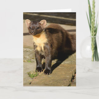 gräs marten-kort kort