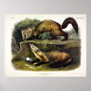 Gräs Marten (Mustela Martes) American Marten Poster