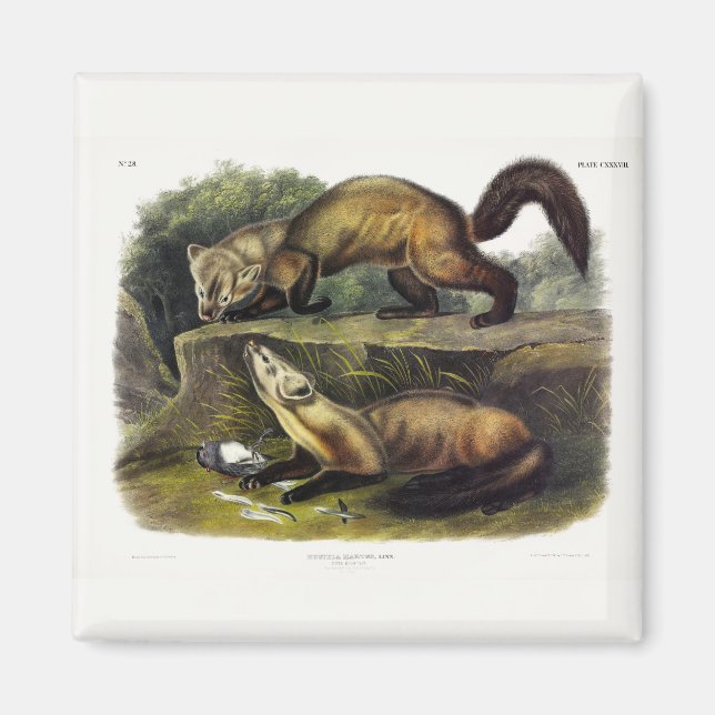 Gräs Marten (Mustela Martes) Amerikanska Marten Magnet (Framsidan)