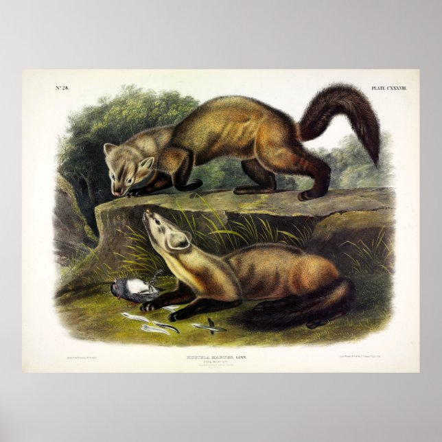 Gräs Marten (Mustela Martes) Amerikanska Marten Poster (Framsidan)