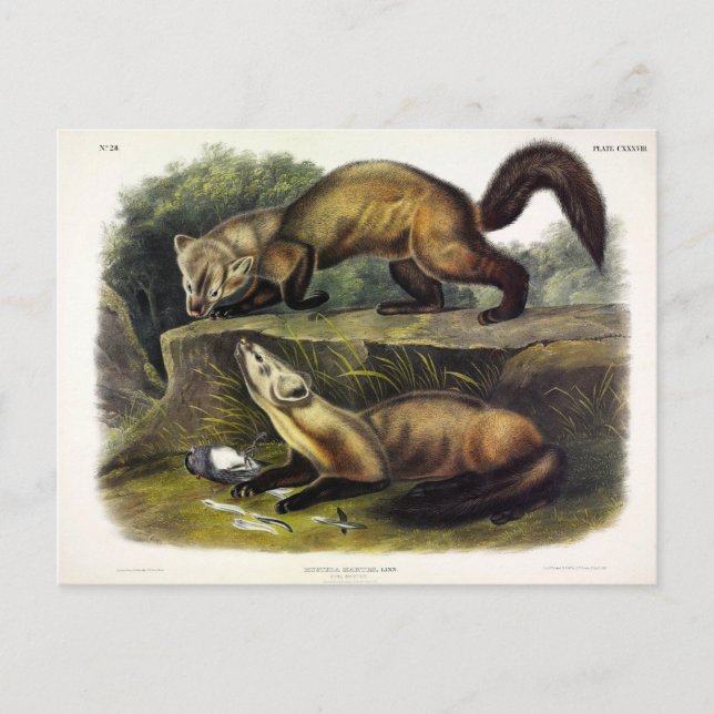 Gräs Marten (Mustela Martes) Amerikanska Marten Vykort (Framsida)