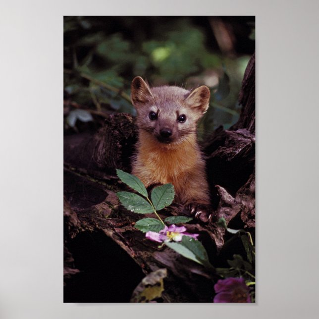 Gräs Marten Poster (Framsidan)