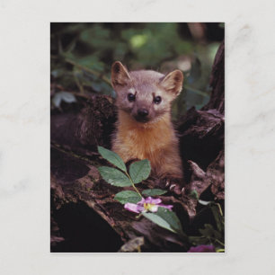 Gräs Marten Vykort