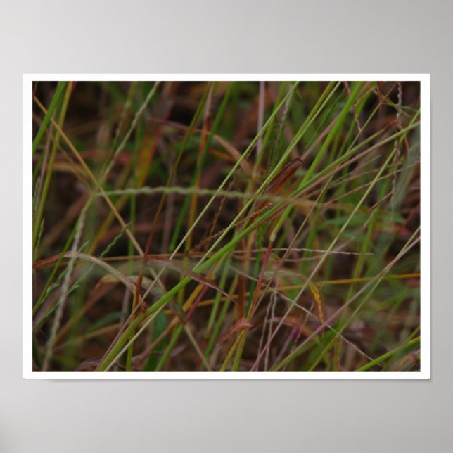Gräs Poster (Framsidan)