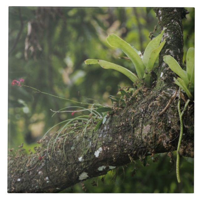 Gräs Rosa, Bletia purpurea, blomning på Mango Kakelplatta (Framsidan)