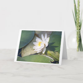 Gräs Sjö Vatten Lily Lily Kort