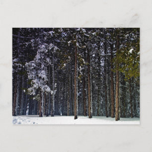 gräs-skogen med snö vintertid-Cypern Vykort