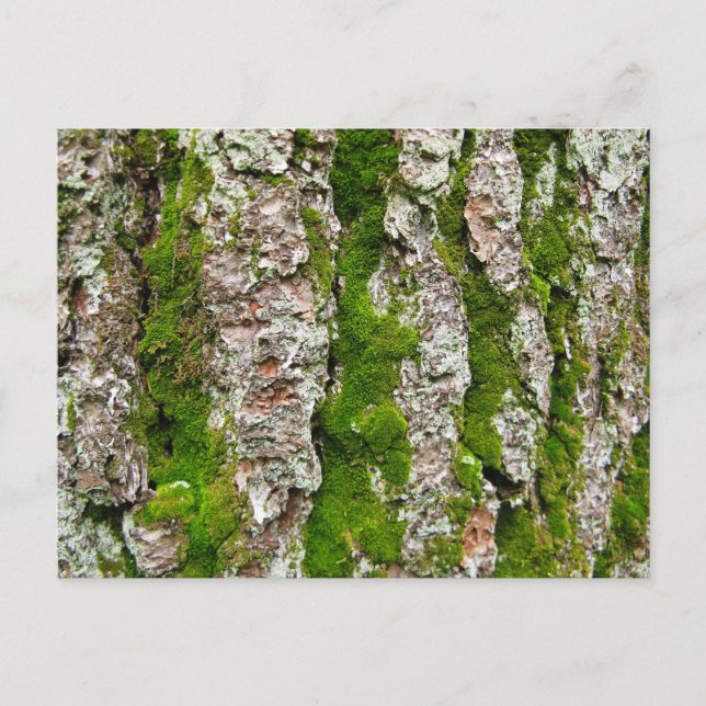 Gräs Träd Bark med Moss Vykort (Framsida)