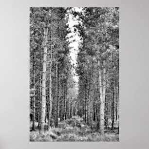 Gräs Träd Poster