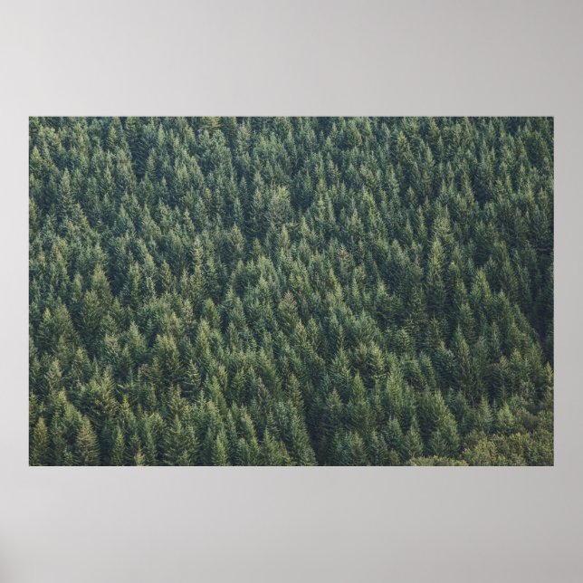GRÄS TRÄD SKOGAR POSTER (Framsidan)