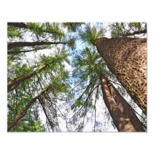 Gräs Träd till himlen Fototryck