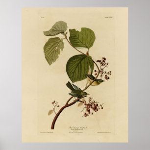 Gräs-träskare från Audubon-fåglar Poster