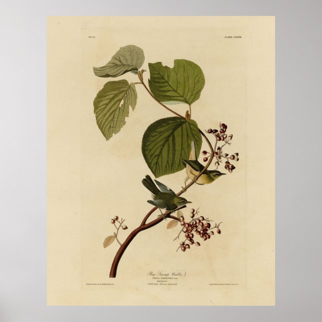 Gräs-träskare från Audubon-fåglar Poster (Framsidan)