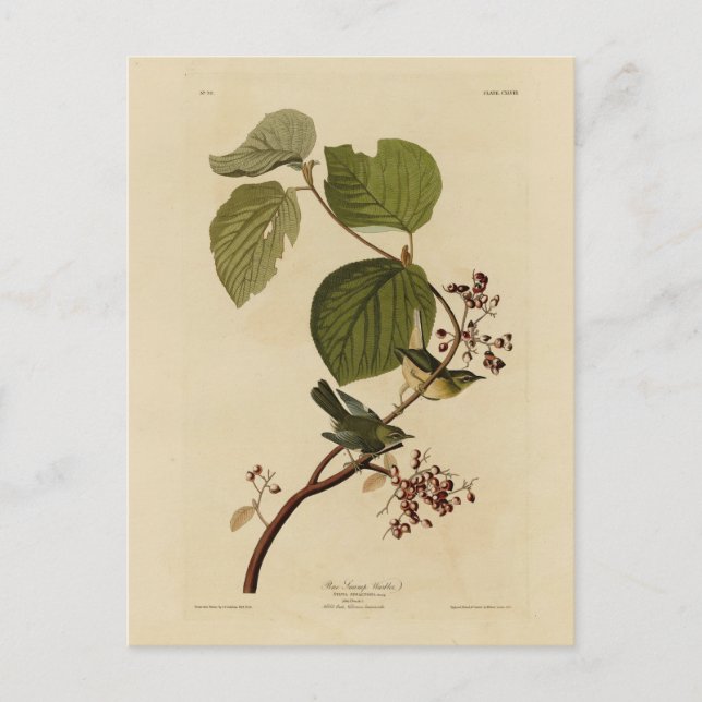 Gräs-träskare från Audubon-fåglar Vykort (Framsida)