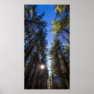 Gräs, Walnut Skogen Metro Park, Groveport, OH Poster