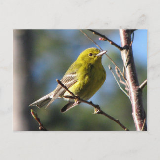 Gräs Warbler i Cherry Vykort