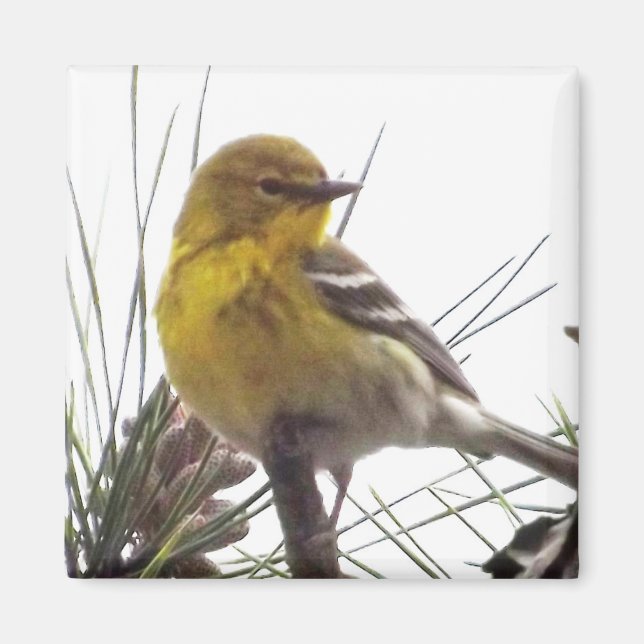 Gräs Warbler Magnet (Framsidan)