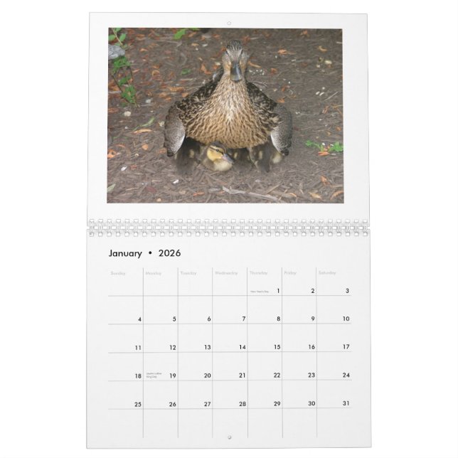 Gräsand Duckings Kalender (Jan 2026)