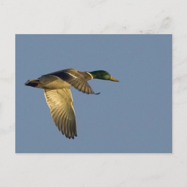 gräsand flygande på öppen himmel vykort (Framsida)