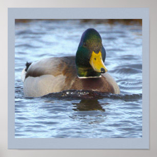 Gräsand Fotoaffisch Poster