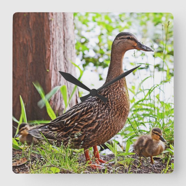 Gräsand och Ducklings av Shirley Taylor Fyrkantig Klocka (Framsida)