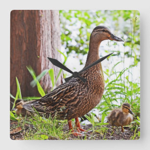 Gräsand och Ducklings av Shirley Taylor Fyrkantig Klocka