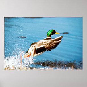 Gräsand Poster