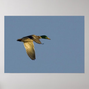 gräsand som flyger i öppen himmel canvastryck poster