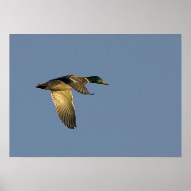 gräsand som flyger i öppen himmel canvastryck poster (Framsidan)