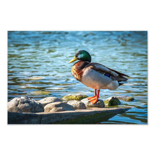 Gräsand som står på strandklippor vid sjön fototryck (Framsidan)