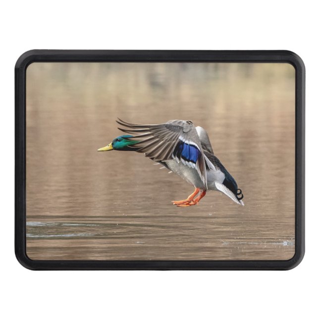 Gräsandanka i flyg dragkroksskydd (Framsidan)