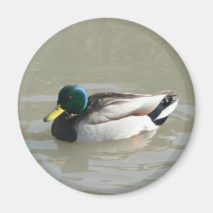 "Gräsandanka ", Magnet