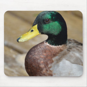 Gräsandanka Musmatta
