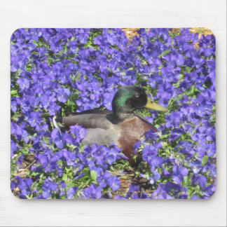 Gräsandanka som tycker om en säng av blommor musmatta