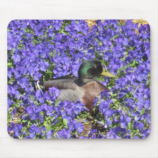 Gräsandanka som tycker om en säng av blommor musmatta (Framsidan)
