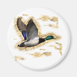 Gräsandankajakt Magnet