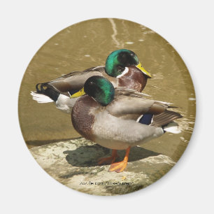 Gräsandankamagnet Magnet