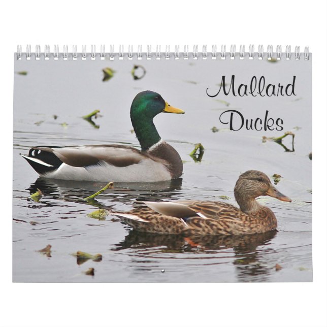 Gräsandankor Kalender (Omslag)