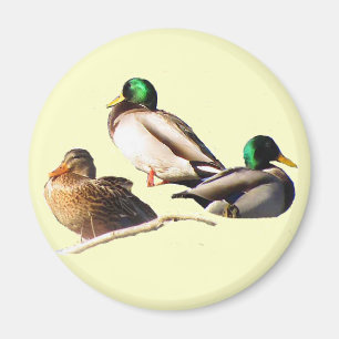 Gräsandankor Magnet