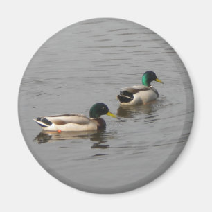 Gräsandankor Magnet