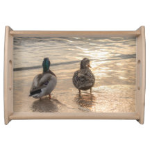 Gräsandankor på strand