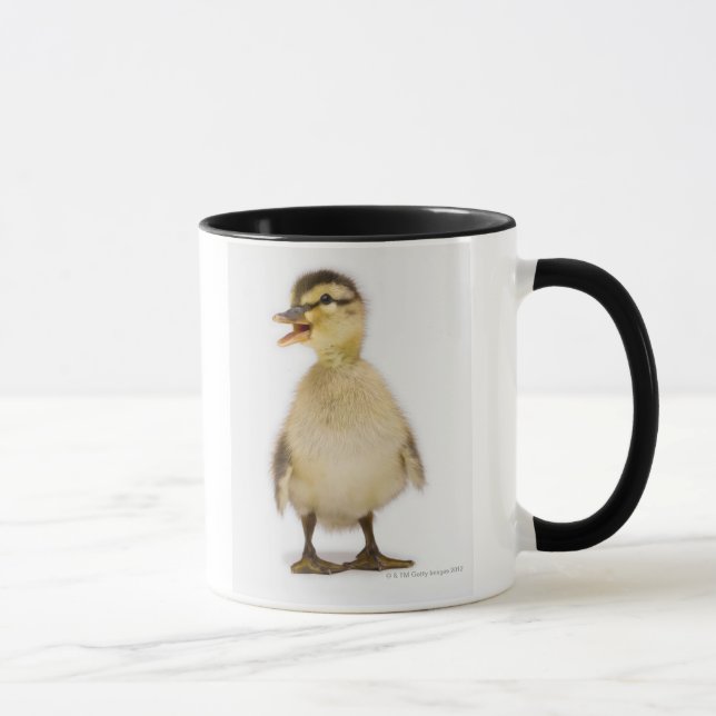 Gräsandduckling (Anasplatyrhynchos) Mugg (Höger)